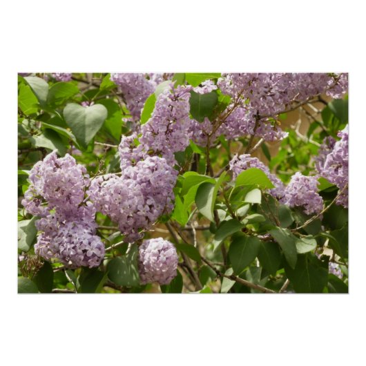 Lilac Bush Schöne Lila Frühlingsblumen Poster (Vorderseite)