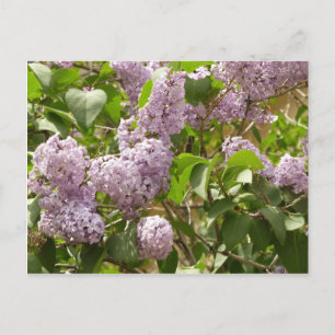Lilac Bush Schöne Lila Frühlingsblumen Postkarte