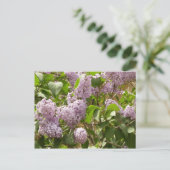 Lilac Bush Schöne Lila Frühlingsblumen Postkarte (Stehend Vorderseite)