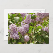 Lilac Bush Schöne Lila Frühlingsblumen Postkarte (Vorne/Hinten)