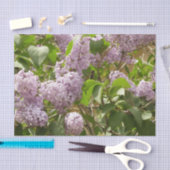 Lilac Bush Schöne Lila Frühlingsblumen Seidenpapier (Handwerk)