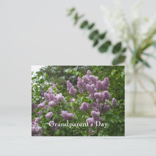 Lilac Bush-Syringa blühende Woody-Pflanze Postkarte (Stehend Vorderseite)