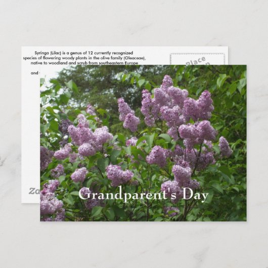 Lilac Bush-Syringa blühende Woody-Pflanze Postkarte (Vorne/Hinten)