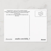 Lilac Bush-Syringa blühende Woody-Pflanze Postkarte (Rückseite)