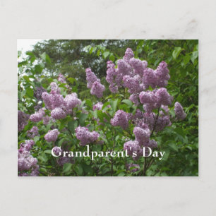 Lilac Bush-Syringa blühende Woody-Pflanze Postkarte