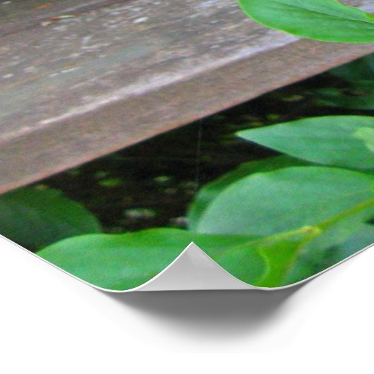 Lilac Bush und Blume wachsen durch Holzschritte Poster (Ecke)