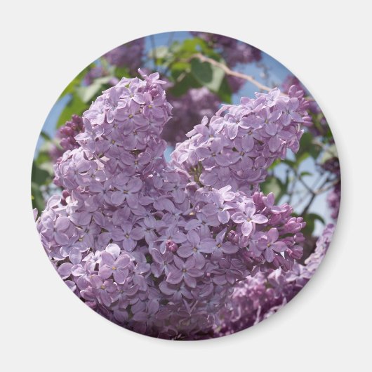 Lilac-Cluster Magnet (Vorne)