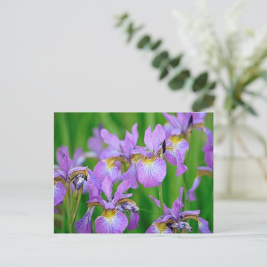 Lilac Color Blooming Iris Blume Postkarte (Stehend Vorderseite)