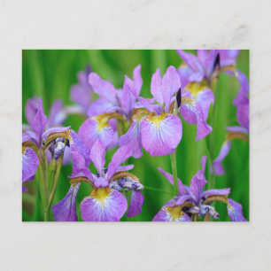 Lilac Color Blooming Iris Flowers Postkarte