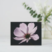 Lilac Cosmea Blume Postcard Postkarte (Stehend Vorderseite)