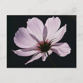 Lilac Cosmea Blume Postcard Postkarte