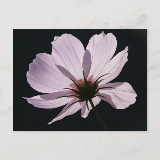 Lilac Cosmea Blume Postcard Postkarte (Vorderseite)