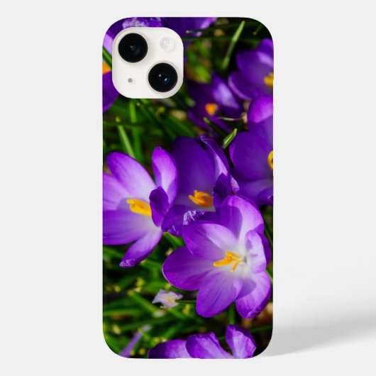 Lilac Crocuses iPhone Case (Rückseite)