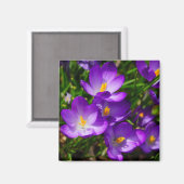 Lilac Crocuses Magnet (Vorderseite/Rückseite)