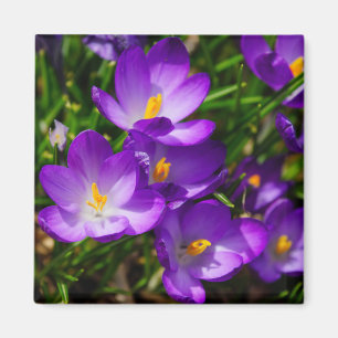 Lilac Crocuses Magnet