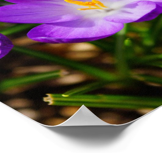 Lilac Crocuses Poster (Ecke)