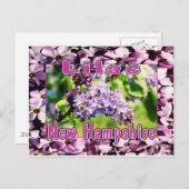Lilac - Die Blume des NH Staat Postkarte (Vorne/Hinten)