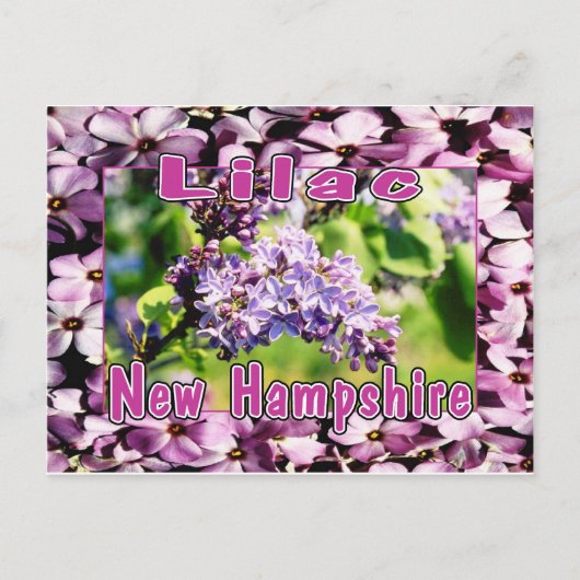 Lilac - Die Blume des NH Staat Postkarte (Vorderseite)