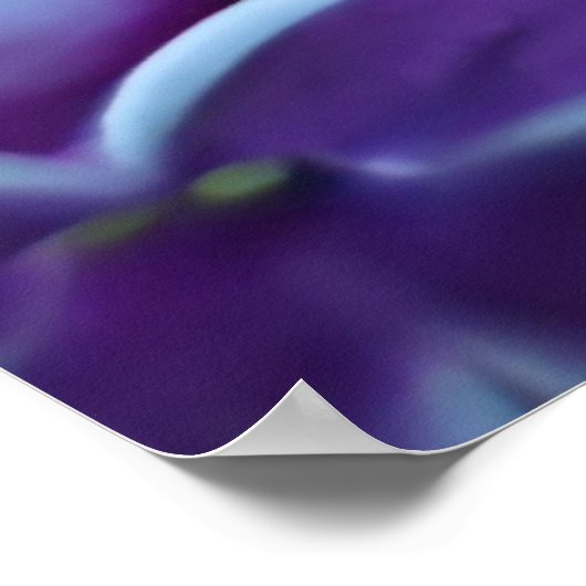 Lilac Farbvielfalt Poster (Ecke)