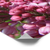 Lilac Festival Poster (Ecke)