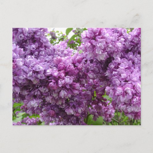 Lilac in Bloom Postkarte (Vorderseite)