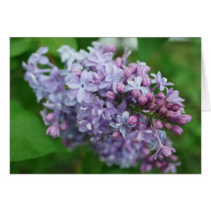 Lilac Liebe