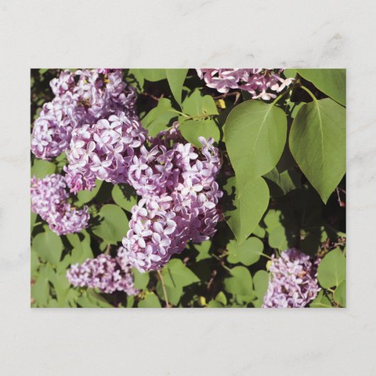 Lilac Liebe Postkarte (Vorderseite)