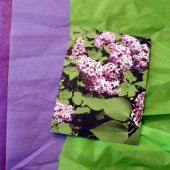 Lilac Liebe Postkarte