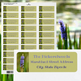 Lilac Lila Pickerelweed Blume Botanisches Floral