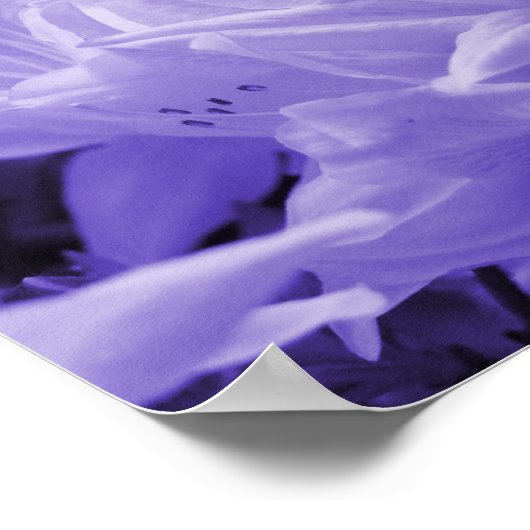 Lilac Lilies Print Poster (Ecke)
