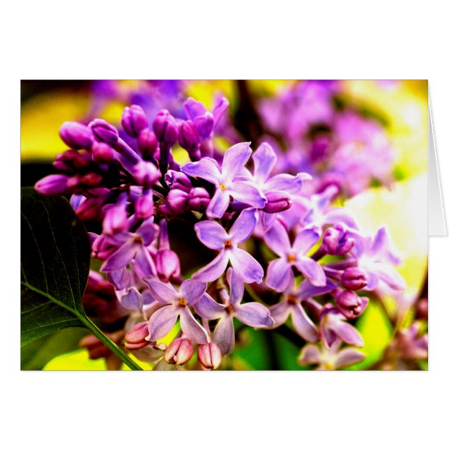 Lilac macro (Vorderseite (Horizontal))