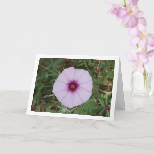 Lilac Morning Glory, Mallow Bindweed Wildblume Karte (Orchidee)