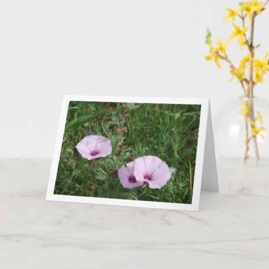 Lilac Morning Glory, Mallow Bindweed Wildblumen Karte (Gelbe Blume)