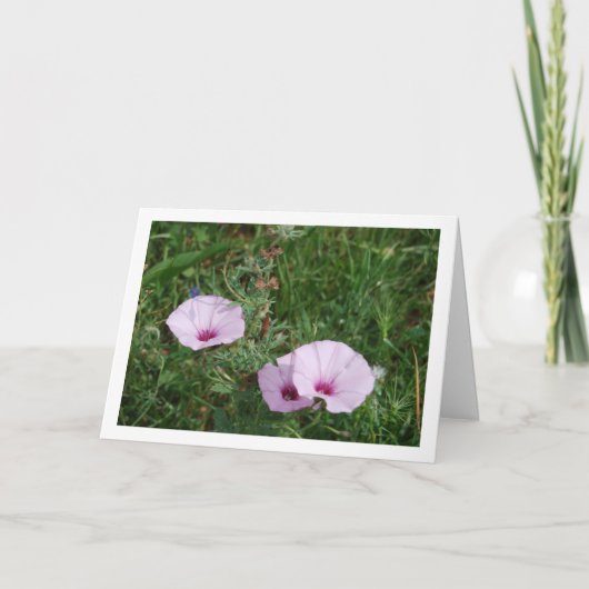 Lilac Morning Glory, Mallow Bindweed Wildblumen Karte (Vorderseite)