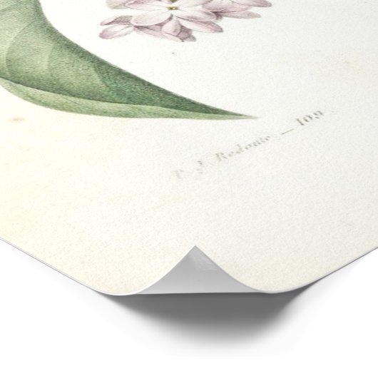 Lilac oder Lilas Poster (Ecke)