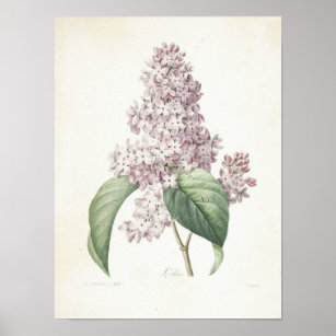 Lilac oder Lilas Poster