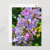 Lilac Postcard Postkarte (Vorne/Hinten)