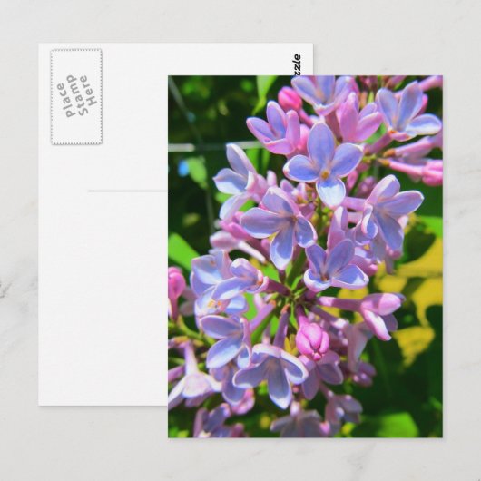 Lilac Postcard Postkarte (Vorne/Hinten)