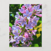 Lilac Postcard Postkarte (Vorderseite)