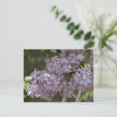 Lilac Postcard Postkarte (Stehend Vorderseite)