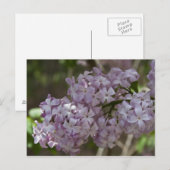 Lilac Postcard Postkarte (Vorne/Hinten)