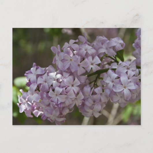 Lilac Postcard Postkarte (Vorderseite)