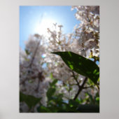 Lilac Poster (Vorne)