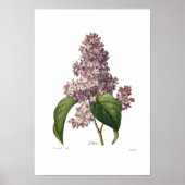 Lilac Poster (Vorne)