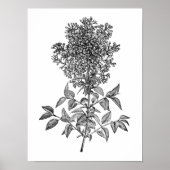 Lilac Poster (Vorne)