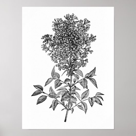 Lilac Poster (Vorne)