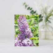 Lilac Postkarte (Stehend Vorderseite)