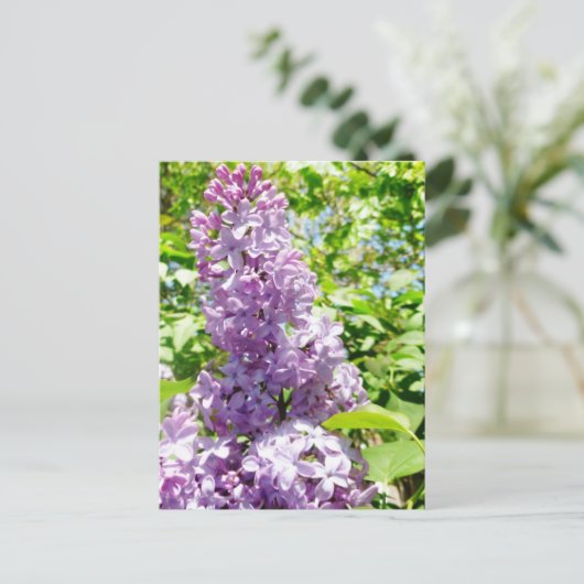 Lilac Postkarte (Stehend Vorderseite)