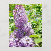 Lilac Postkarte (Vorderseite)