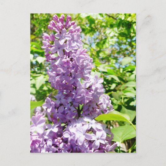 Lilac Postkarte (Vorderseite)